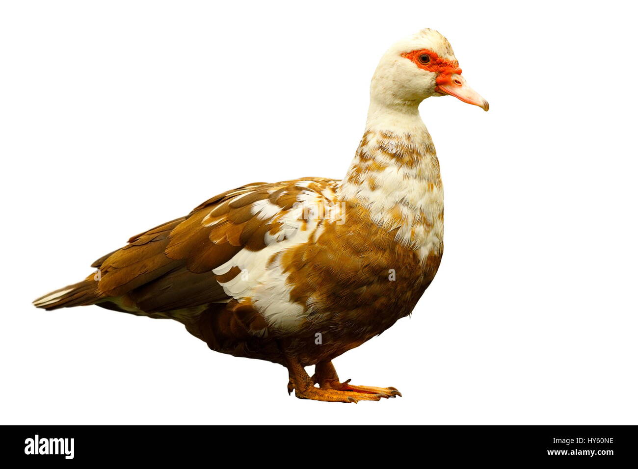 Canard domestique colorées isolé sur fond blanc, pleine longueur de Cairina moschata Banque D'Images