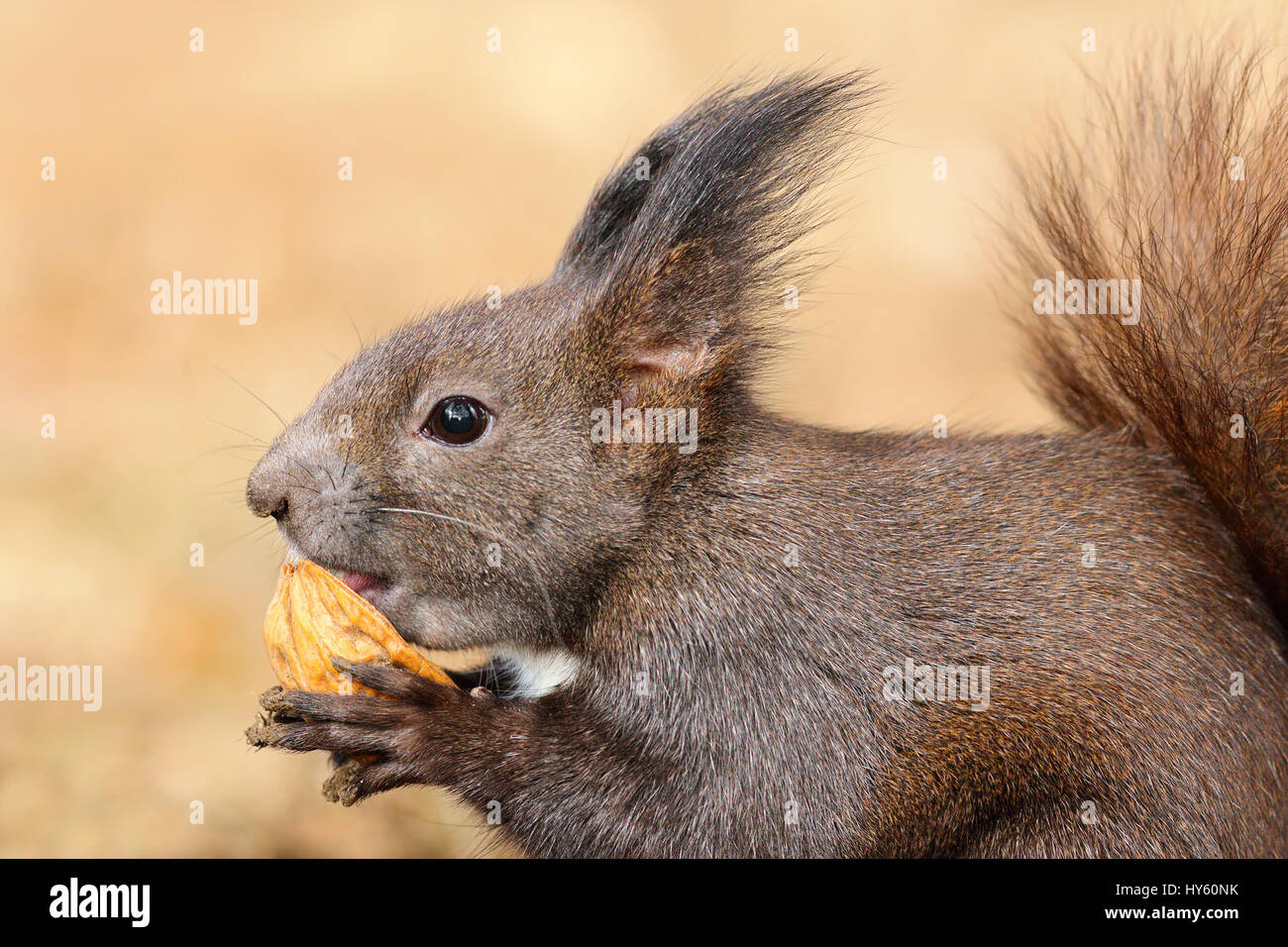 L'écureuil roux européen faim mignon manger noyer ( Sciurus vulgaris, animal sauvage ) Banque D'Images