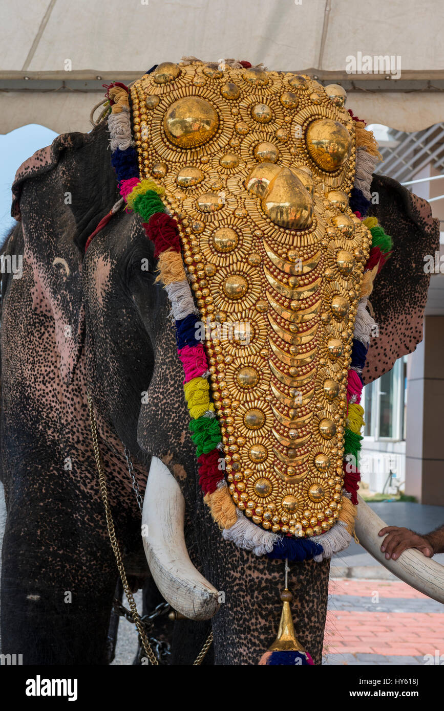 L'Inde, Cochin. Dans l'éléphant d'Asie l'or de cérémonie costume et cravate. Banque D'Images