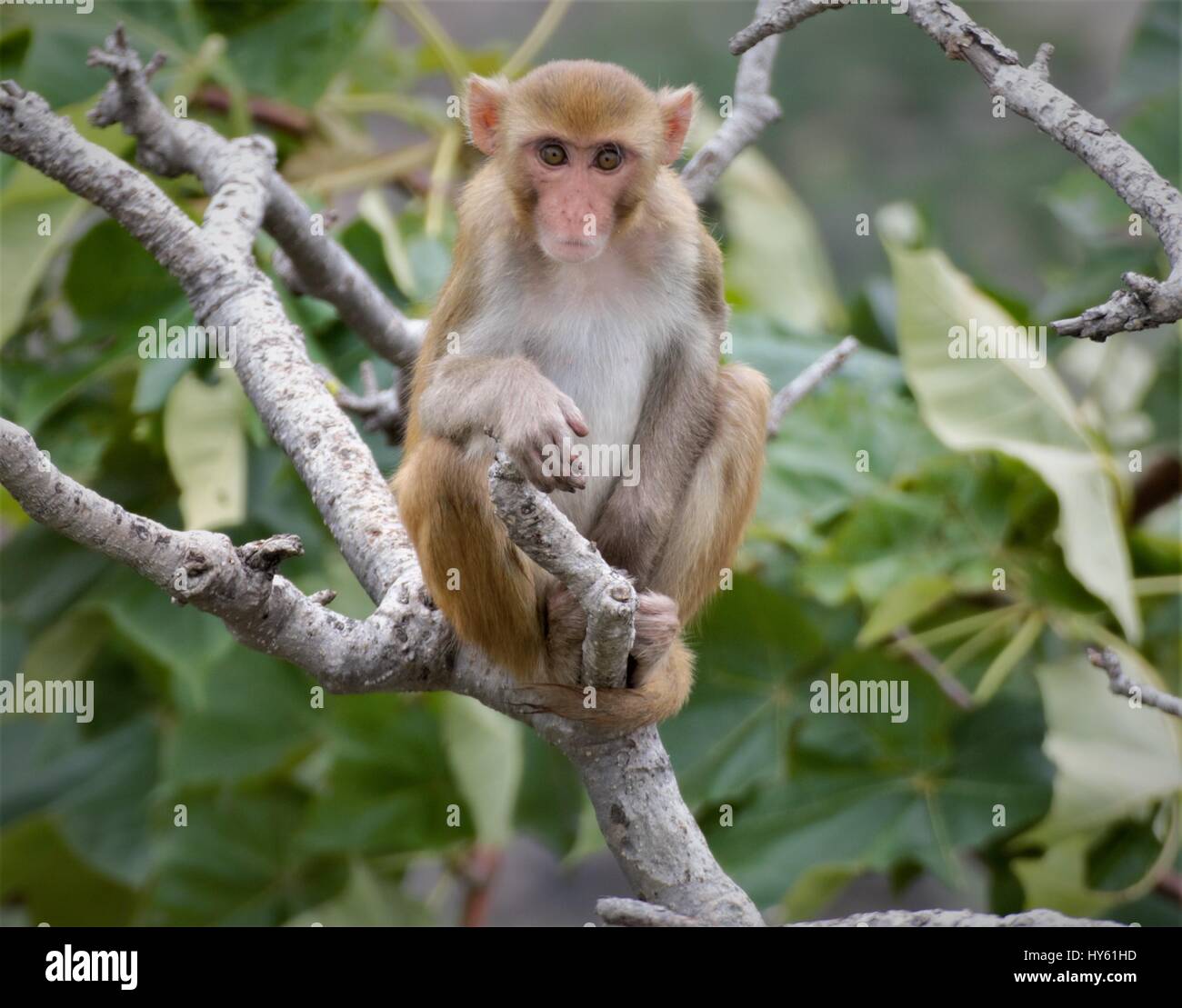 Tous sont libres vivant n moyen naturel qu'ils ne sont pas captifs.save sparrow,leur donner refuge.so aime la nature,les oiseaux d'amour.Les oiseaux sont très mignons n chanteur mélodieux. Banque D'Images