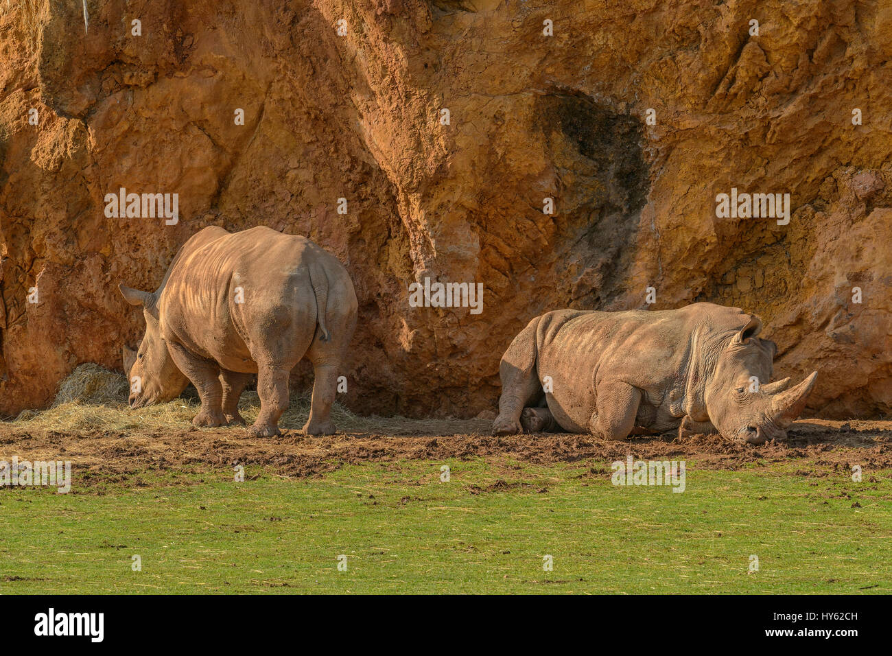 Rhinos dans le Parc Naturel de Cabárceno environnement plus naturel possible pour les animaux qui l'habitent, Cantabria, ESPAGNE Banque D'Images