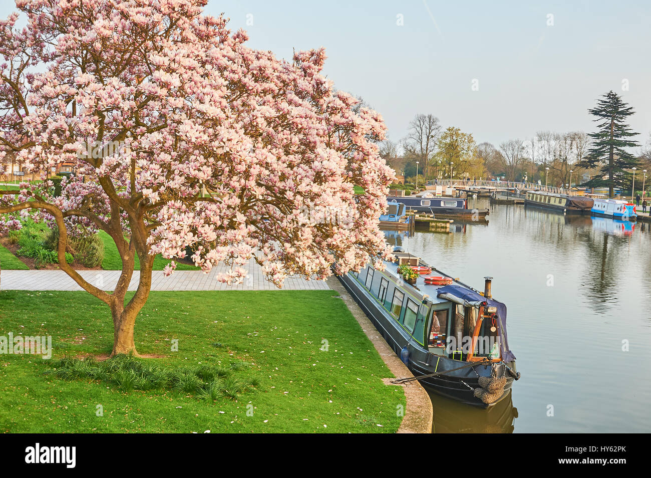 Bateaux amarrés dans le bassin de Bancroft de Stratford-upon-Avon, où la rivière Avon se joint à la Stratford upon Avon Canal, avec un magnolia en fleurs Banque D'Images