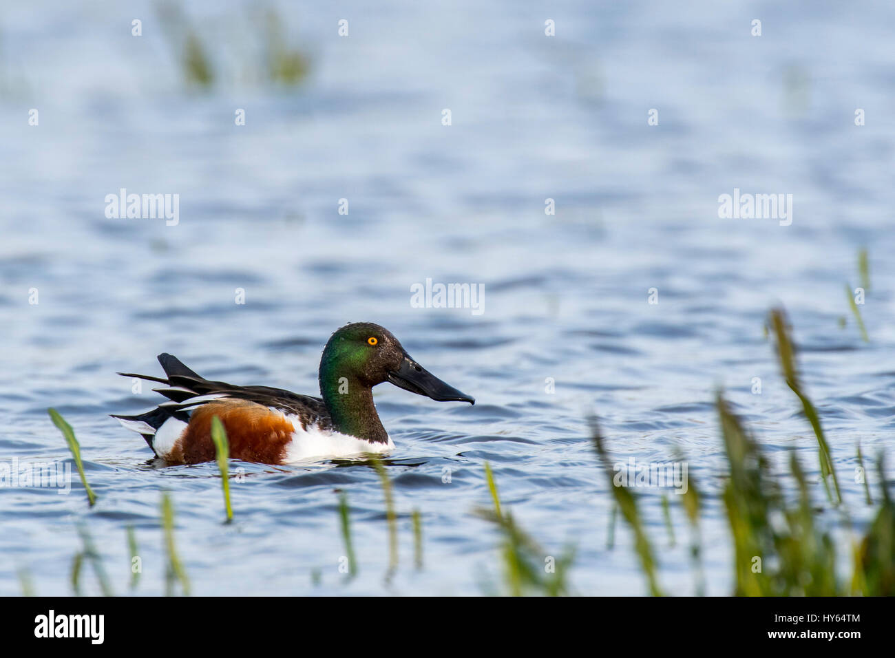 / Canard souchet le Canard souchet (Anas clypeata), mâle, nager dans le lac Banque D'Images