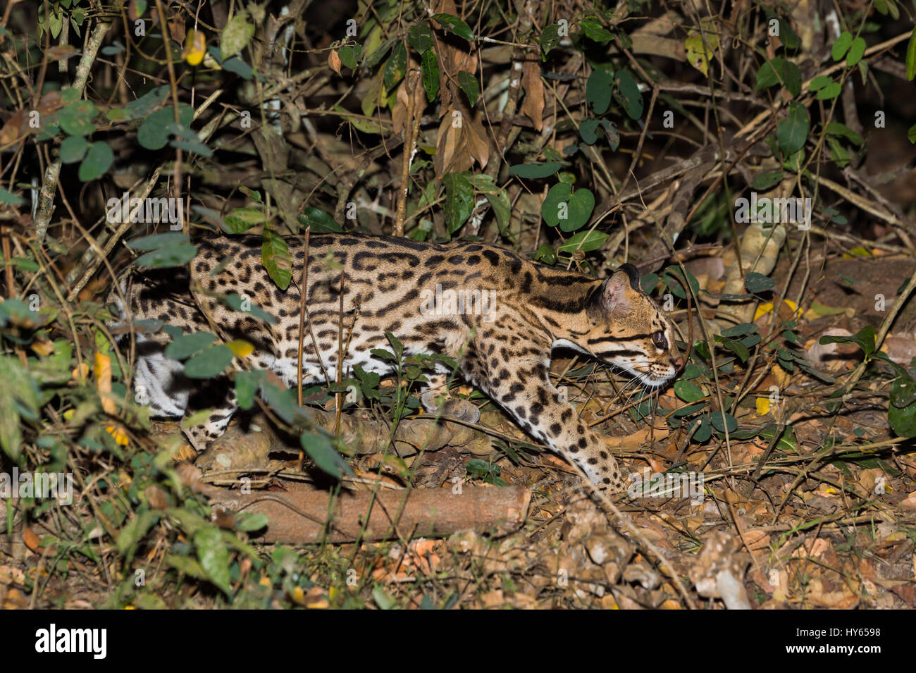 L'Ocelot (Leopardus pardalis) la nuit, Pantanal, Mato Grosso, Brésil Banque D'Images
