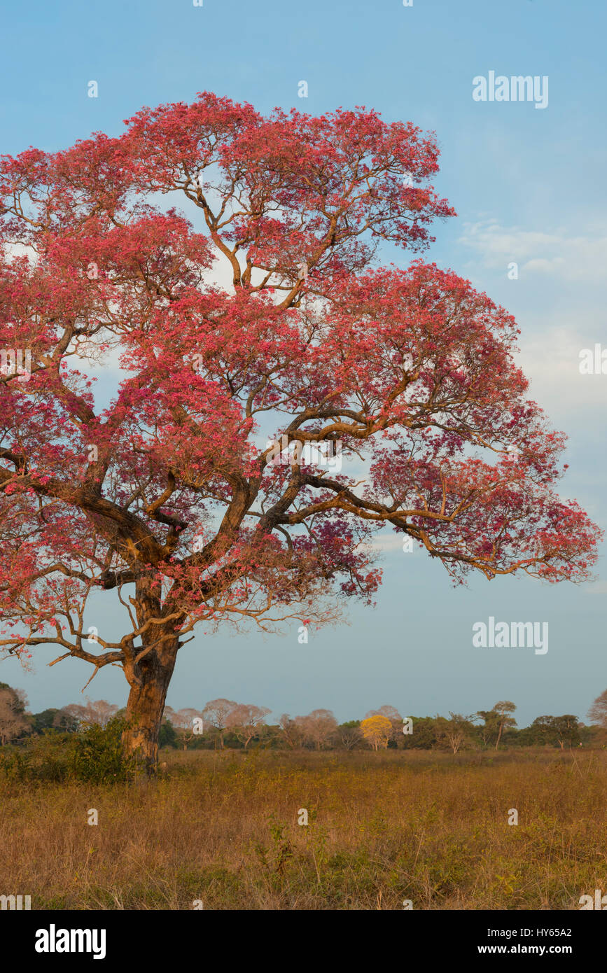 Pink Ipe Tabebuia ipe) pendant la saison de floraison, Pantanal, Mato Grosso, Brésil Banque D'Images