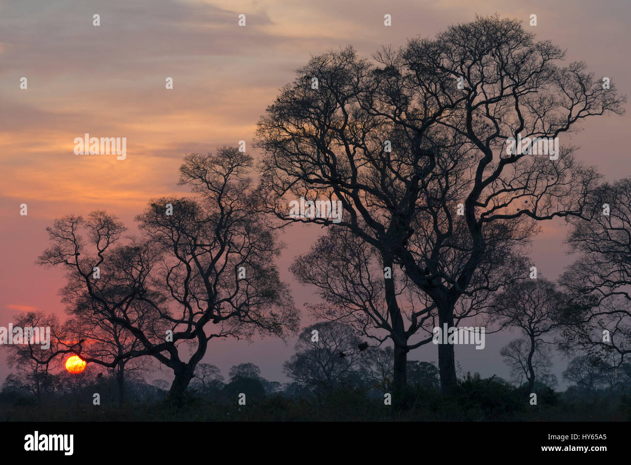 Le lever du soleil sur le Pantanal, Mato Grosso, Brésil Banque D'Images