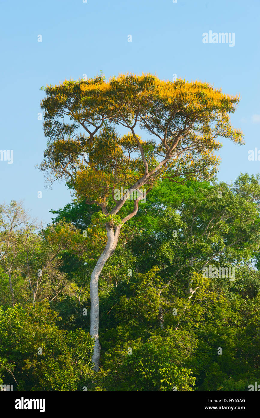 Vochysia divergens arbres au bord de l'Onca, Pantanal, Mato Grosso, Brésil Banque D'Images