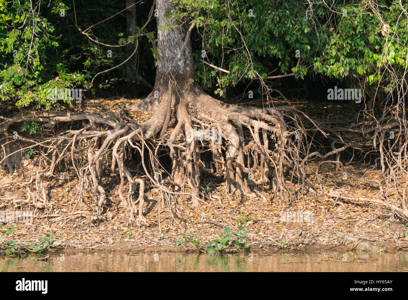 Les racines des arbres, Cuiaba River, Pantanal, Mato Grosso, Brésil Banque D'Images