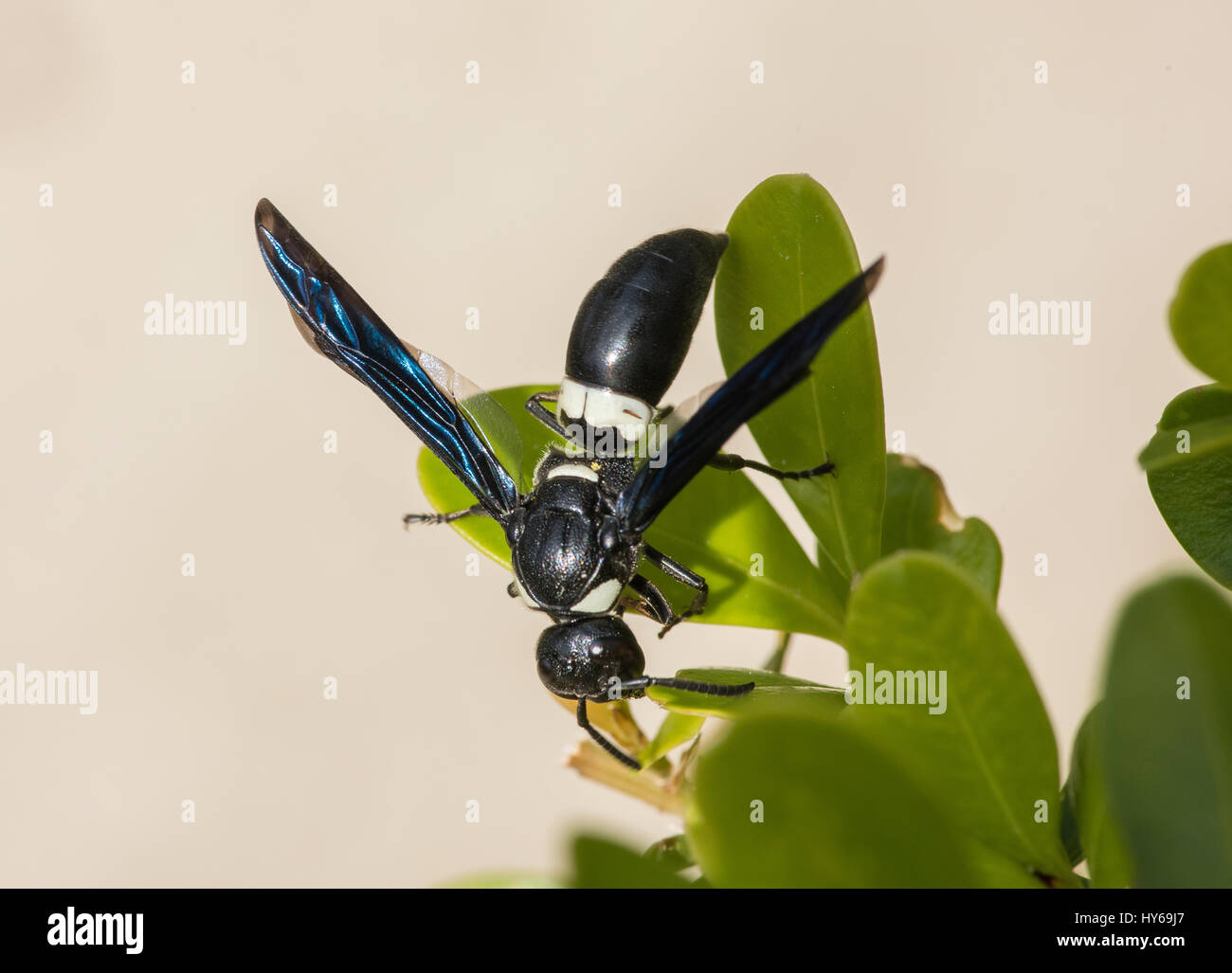 Wasp EUMENES FRATERNUS Potter Banque D'Images