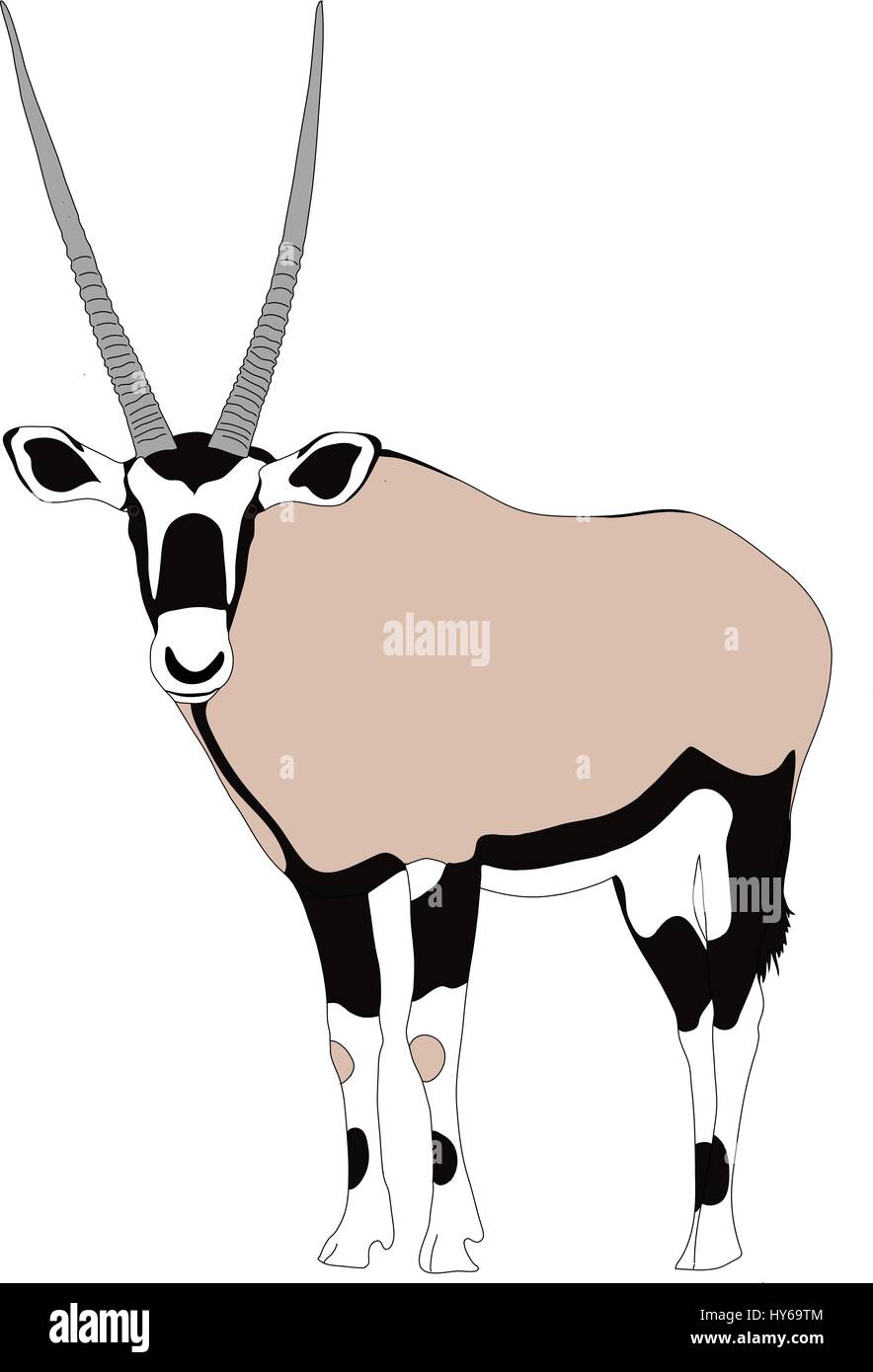 Portrait d'un ou de l'antilope oryx gazella oryx, l'exécution Illustration de Vecteur