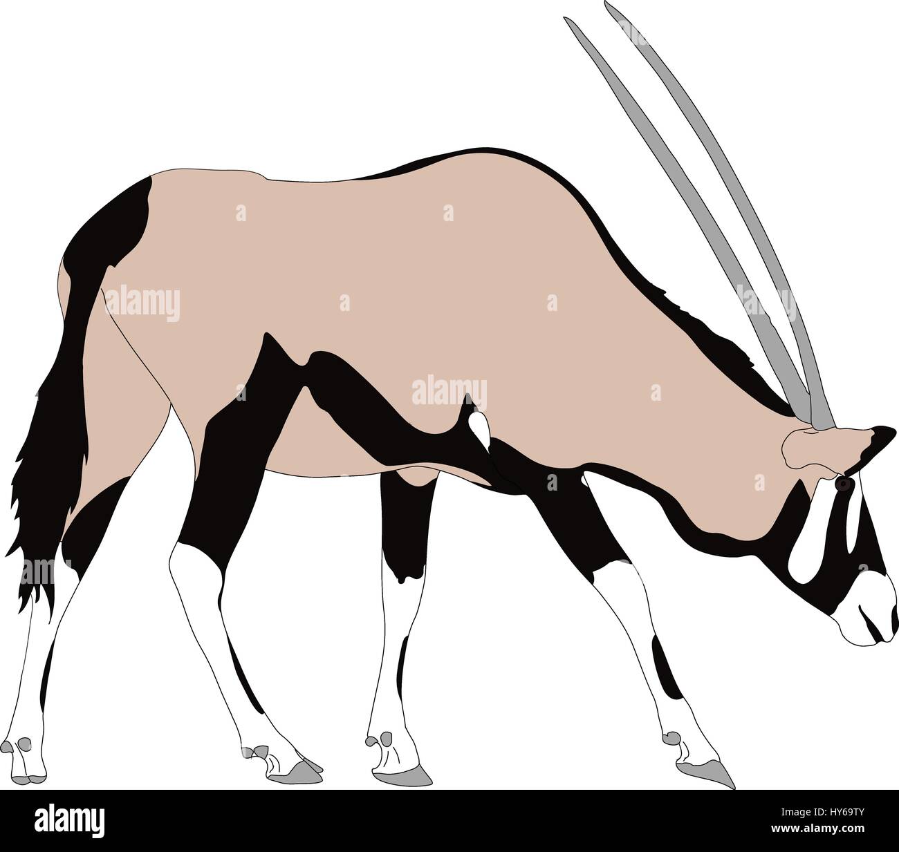 Portrait d'un ou de l'antilope oryx gazella oryx, l'exécution Illustration de Vecteur