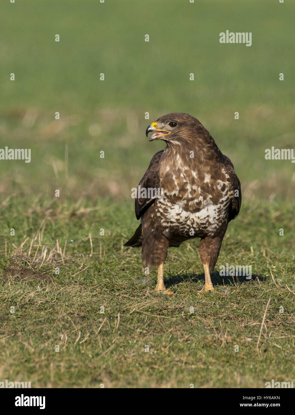 Tout en appelant à Buzzard debout dans un champ Banque D'Images