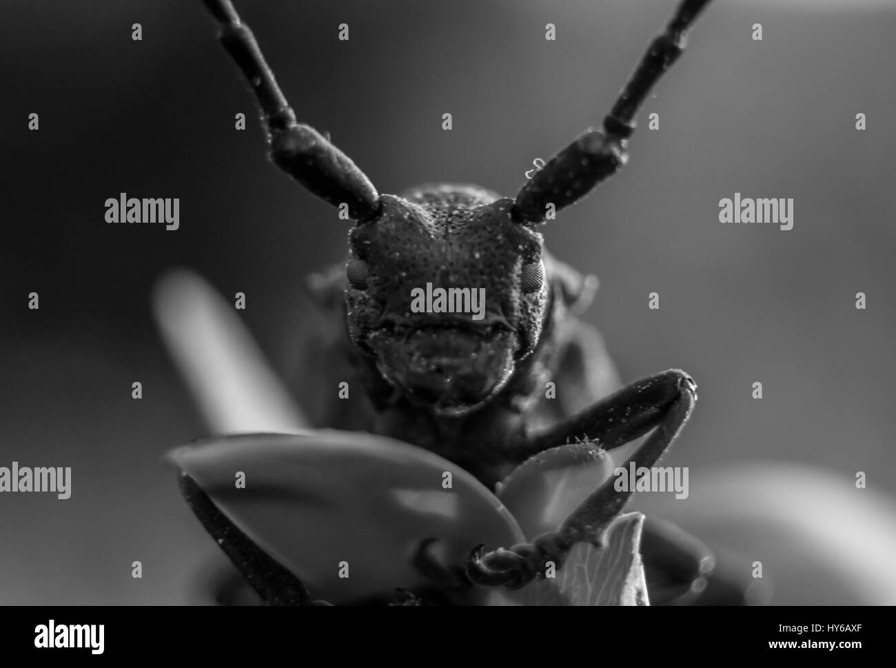 Brown insecte sur la feuille macro tourné en noir et blanc. Banque D'Images