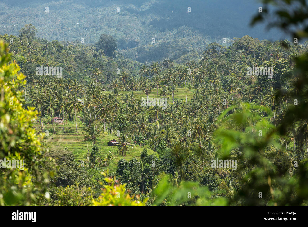 Paysage rural avec plantation de palmiers à Bali, Indonésie Banque D'Images