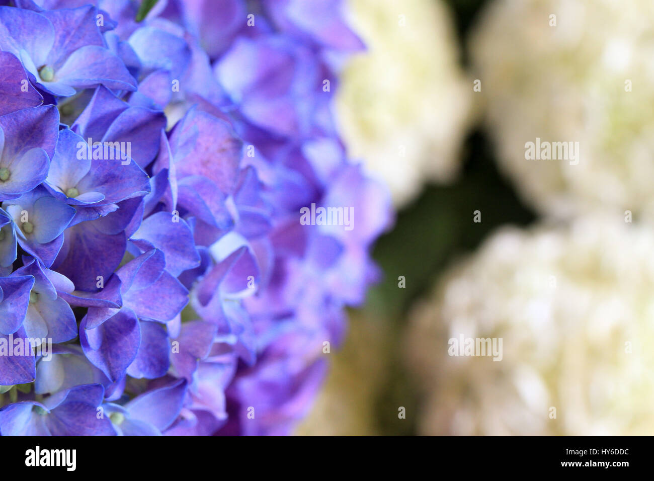 Des fleurs. Hortensias au marche aux fleurs et aux oiseaux ('fleurs et oiseaux') Gros plan de fleurs presque parfait en vente à Paris dans le 4ème arrondissement. Banque D'Images