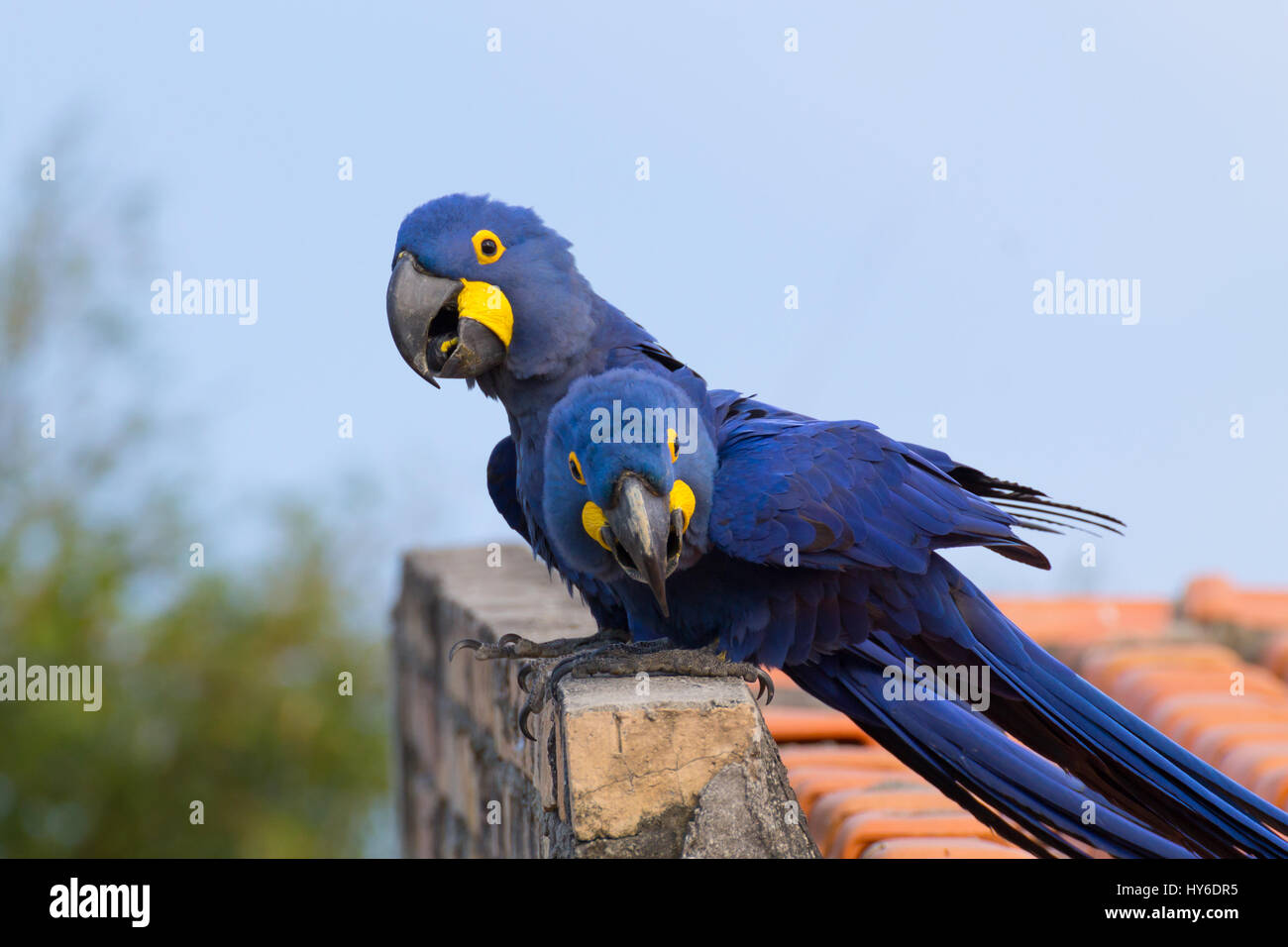 Couple d'Ara hyacinthe de Pantanal, Brésil. La faune du Brésil. Plus grand perroquet dans le monde. Anodorhynchus hyacinthinus Banque D'Images
