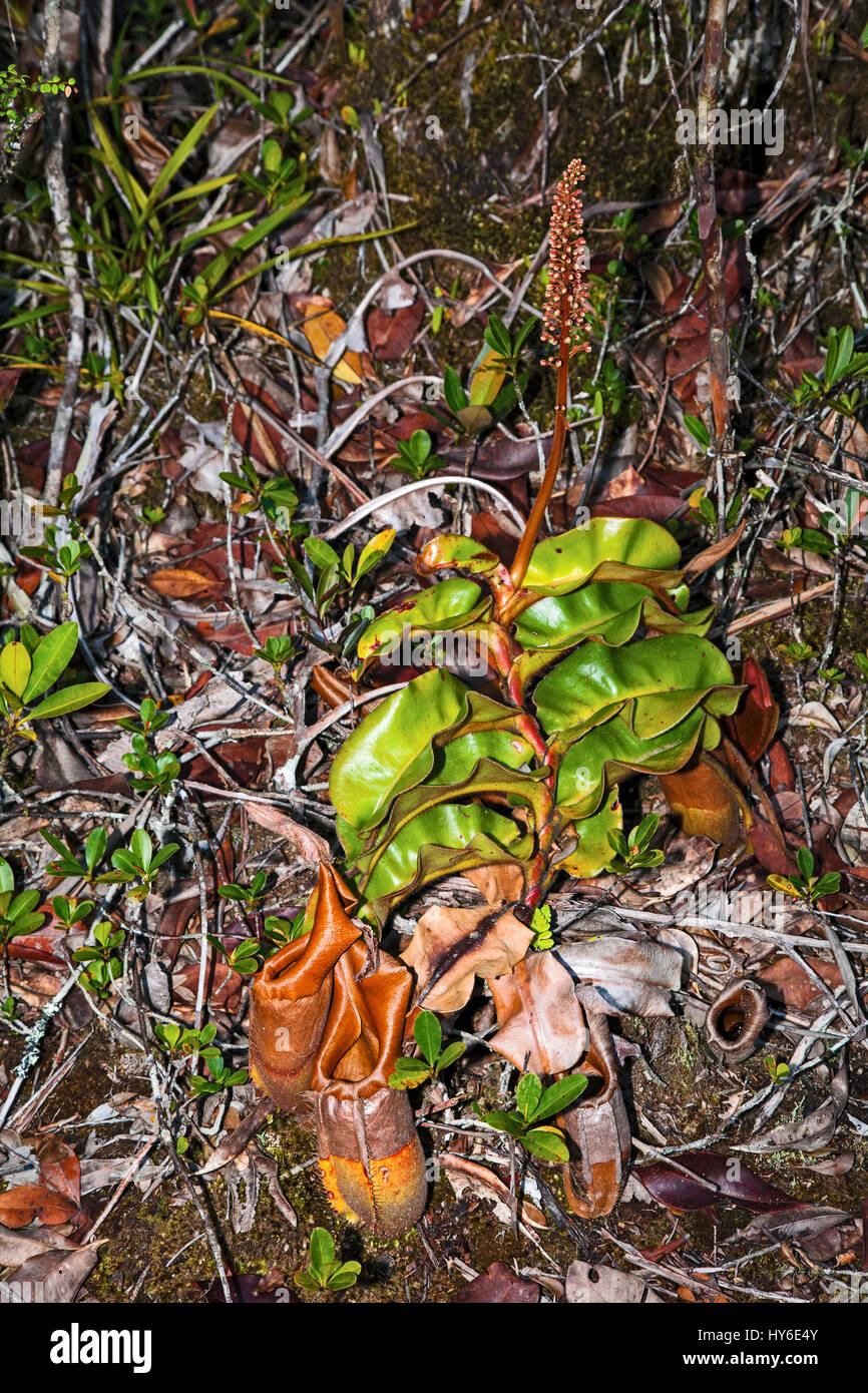 Nepenthes veitchii, Maliau Basin de conservation, Sabah, Bornéo, Malaisie, par Monika Hrdinova/Dembinsky Assoc Photo Banque D'Images