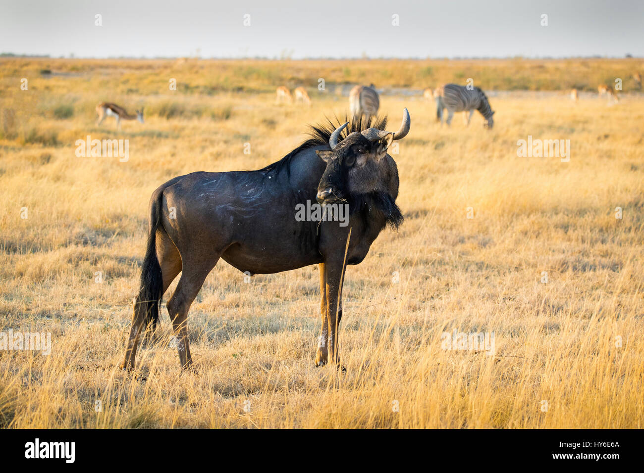 Gnou commun, Connochaetes taurinus, Chudop Waterhole, Etosha National Park, Namibie, l'Afrique, par Monika Hrdinova/Dembinsky Assoc Photo Banque D'Images