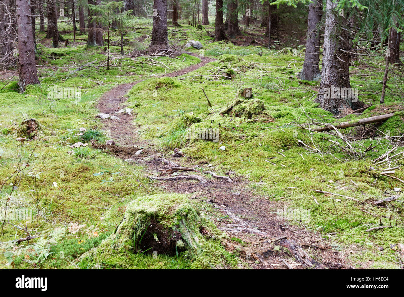 Chemin forestier dans Bogesundslandet Banque D'Images