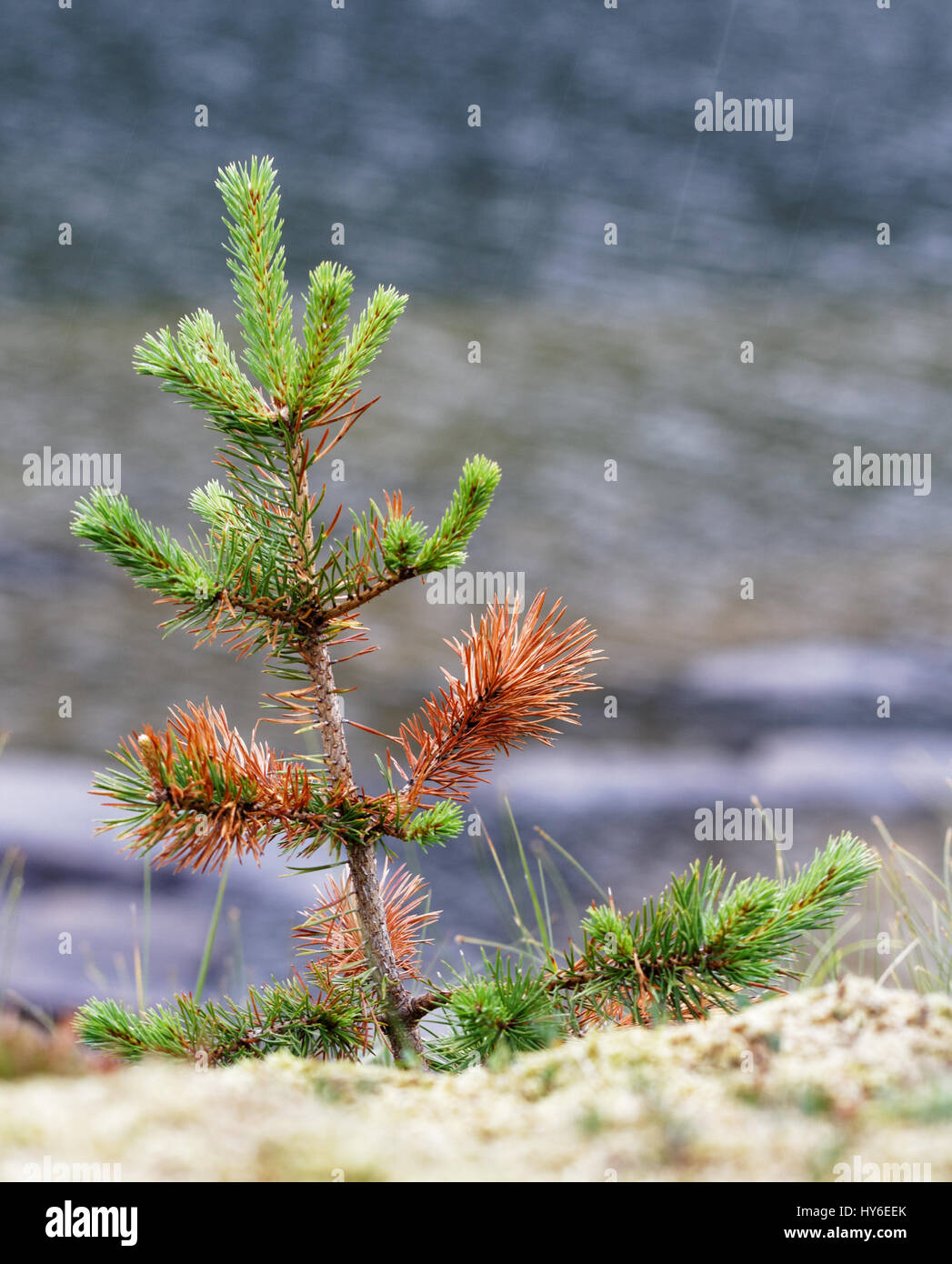 Petit arbre dans Valnesvatnet pluie près du lac, dans le Nord de la Norvège Banque D'Images