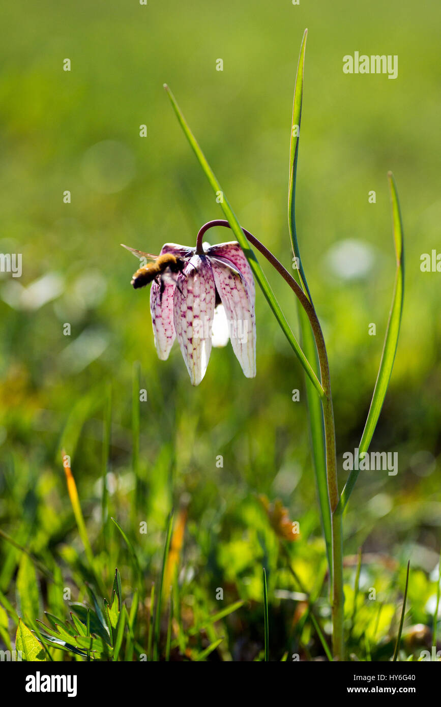 Beautiufl Fritillaria meleagris (snakeshead fritillary) à l'état sauvage Banque D'Images