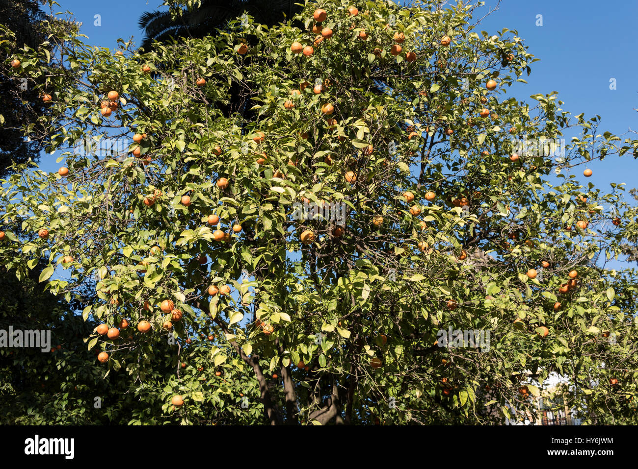 Séville célèbre les oranges sont cultivées et mûr pour le prélèvement en février. Ils sont d'être trouvés dans les parcs et dans les rues de Séville et dans l'Andalousie Banque D'Images