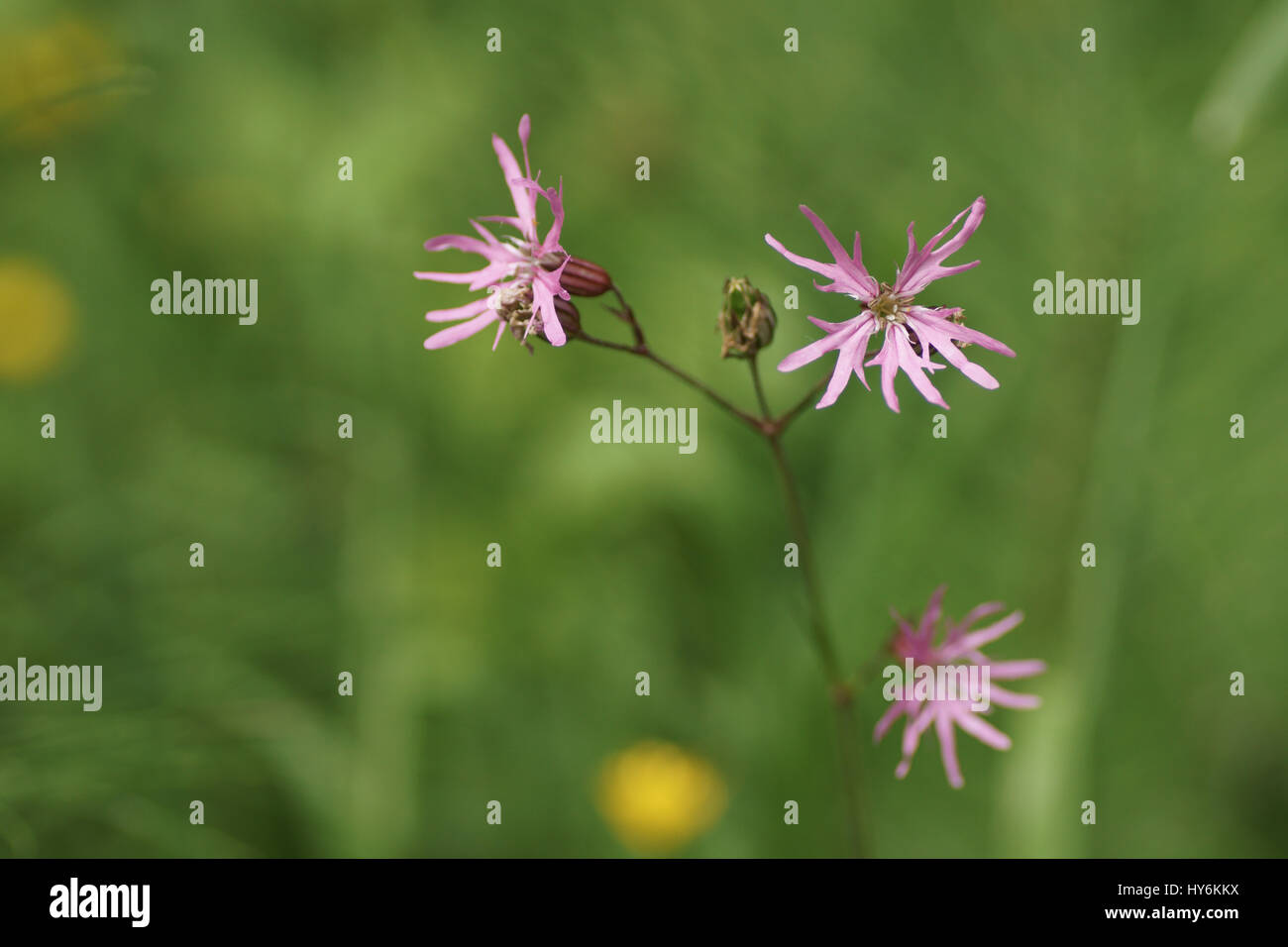 Silene flos-cuculi Banque D'Images