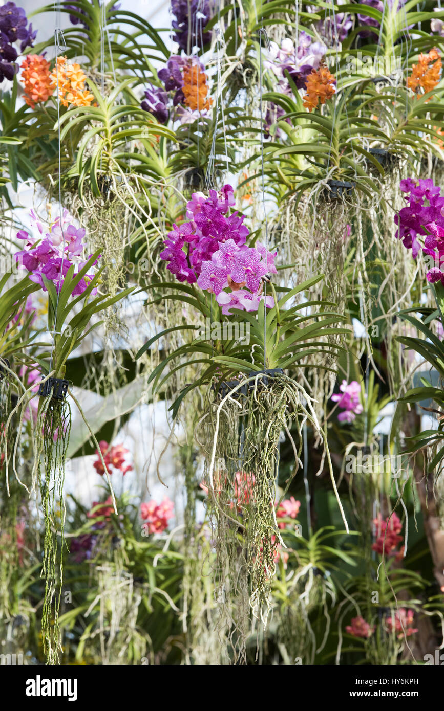 L'intérieur de l'affichage d'orchidées suspendues à Glasshouse RHS Wisley Gardens, Surrey, Angleterre Banque D'Images