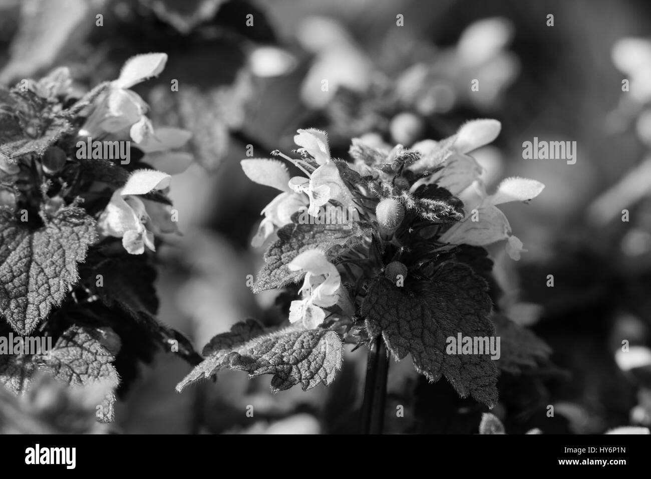 Image en noir et blanc de dead-pourpre fleur sauvage d'ortie Banque D'Images
