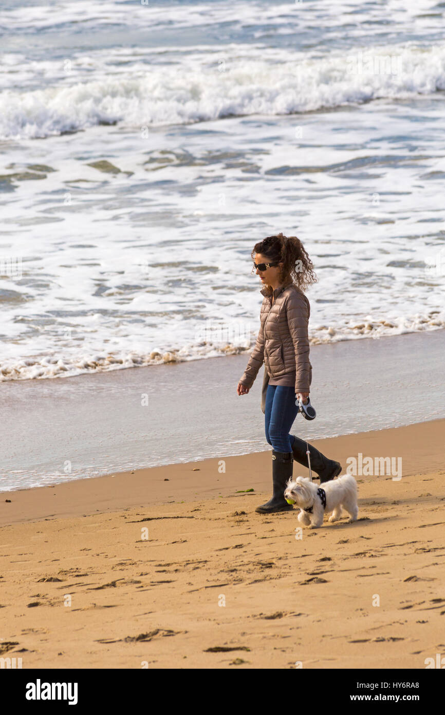 Bournemouth - young woman walking dog, avec balle de tennis dans la bouche, le long de la mer au bord de la plage de Bournemouth en Avril Banque D'Images