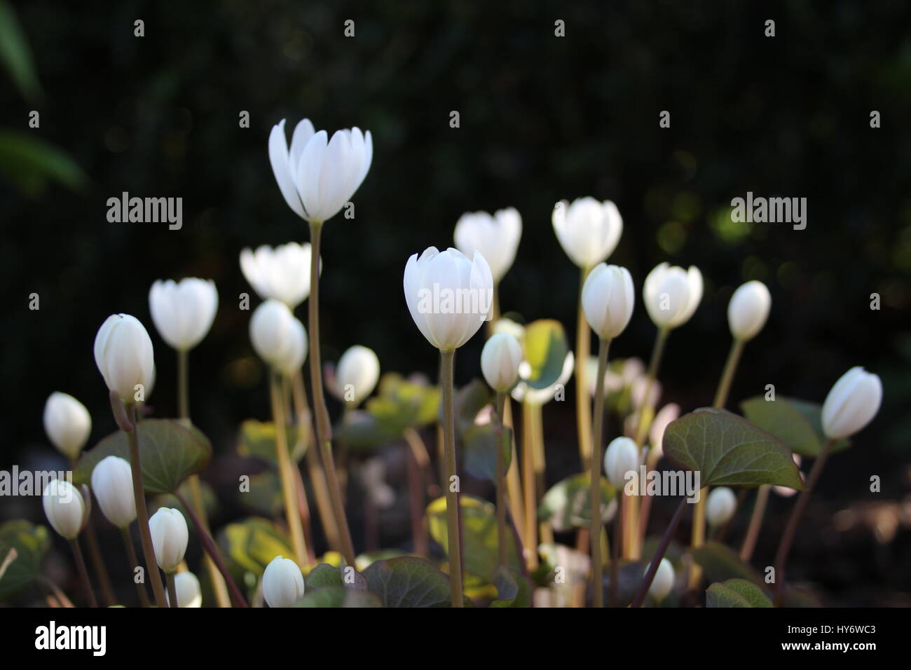 Paeonia mairei Banque D'Images