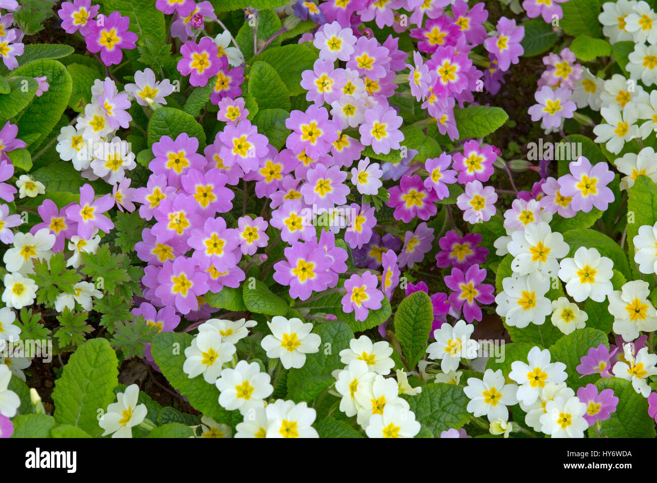 Variétés de couleurs de Primrose Primula vulgaris de plus en bordure de printemps Banque D'Images
