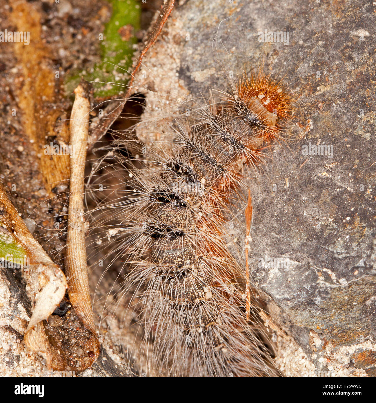 Chenille Dangereuse Banque D Image Et Photos Alamy Chenille Dangereuse Banque D Image Et Photos Alamy