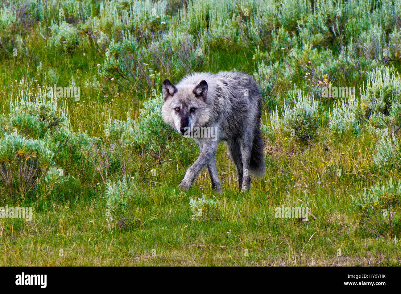 Loup mâle alpha du lac Wapiti Pack dans la Hayden Valley, le Parc National de Yellowstone, Wyoming, United States, été 2016. désignation 755M Banque D'Images