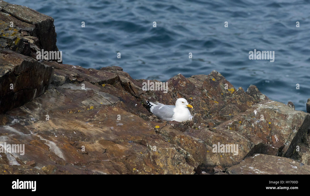 Goéland argenté assis sur un nid (Larus argentatus) sur un rocher au large de Terre-Neuve, d'Elliston, pile Banque D'Images