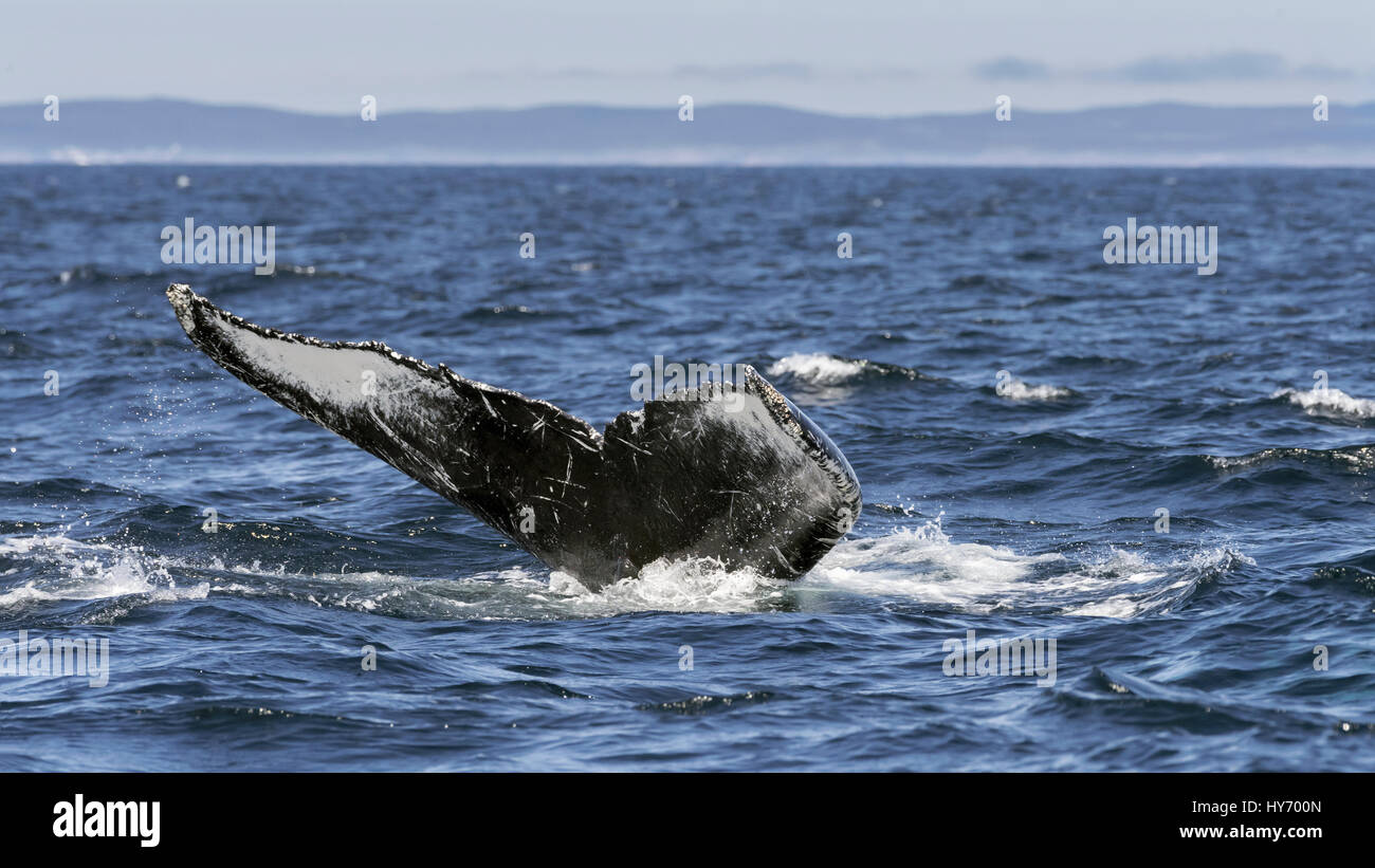 Se grattaient dessous de queue de baleine à bosse, Triniy bight, côte est de Terre-Neuve Banque D'Images