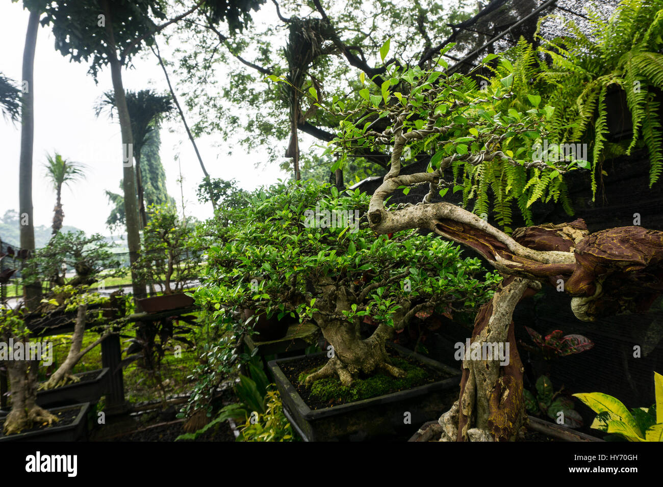 Divers genre d'arbre de bonzaies vente en magasin pour plantes plantes décoratives photo prise à Jakarta Indonésie Banque D'Images