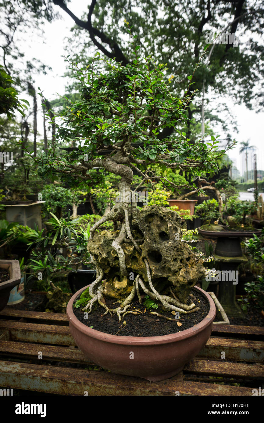 Bonsaï dans un pot fabriqué à partir de l'argile pour plantes décoratives vendre à l'usine vendeur photo prise à Jakarta Indonésie Banque D'Images