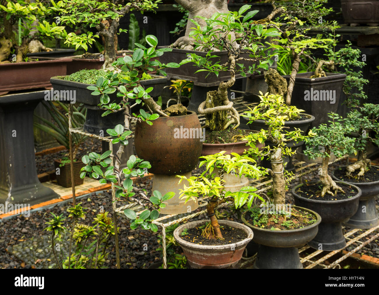Divers genre d'arbre de bonzaies vente en magasin pour plantes plantes décoratives photo prise à Jakarta Indonésie Banque D'Images
