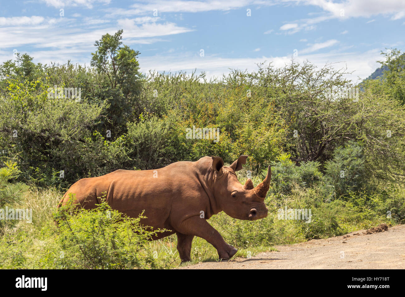 Rhinocéros blanc traverser la route dans le parc national de Marakele Banque D'Images