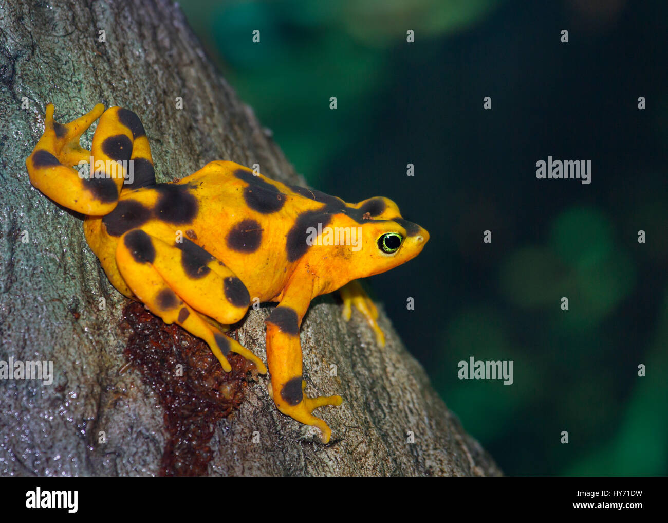 Golden frog panaméenne (Atelopus zeteki) est une espèce de passereau Banque D'Images