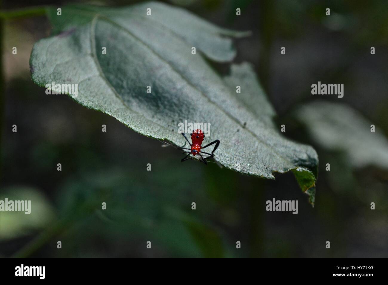 L'insecte rouge sur une feuille Banque D'Images