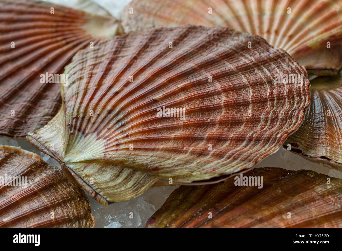 Pétoncles crus frais sur la glace dans le shell close up Banque D'Images
