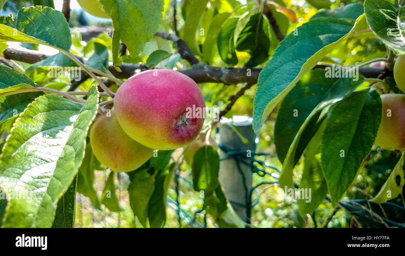 Juteux, des pommes mûres sur la branche comme arrière-plan Banque D'Images