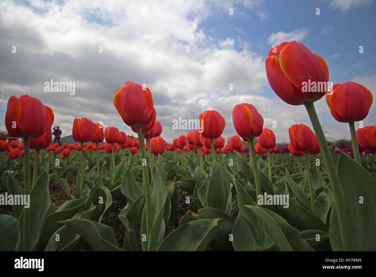 Srinagar, au Cachemire. 01 avr, 2017. Une vue de tulipes en fleurs le plus grand en Asie Tulip Garden le samedi à Srinagar, Cachemire contrôlé par Kashmirn le 1er avril 2017. Indira Gandhi Memorial Tulip Garden dans le recouvrement de Zabarwan Hills, qui s'étend sur 600 kanals de terre avec plus de 1,5 millions de fleurs de plus de 46 variétés, a été ouvert au public aujourd'hui. Credit : Umer Asif/Pacific Press/Alamy Live News Banque D'Images