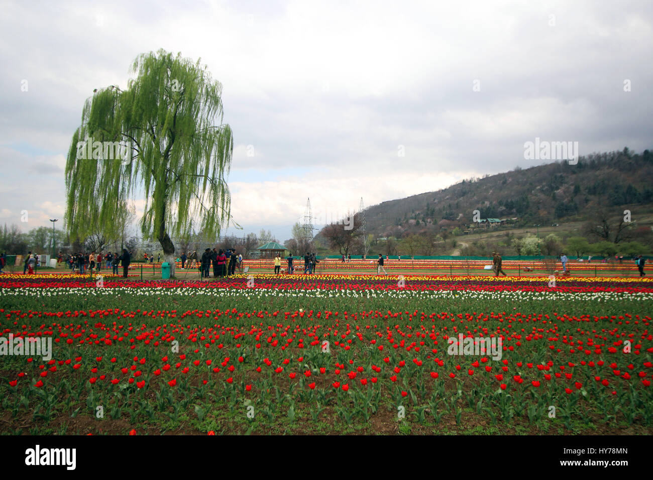 Srinagar, au Cachemire. 01 avr, 2017. Les touristes bénéficiant du plus grand en Asie Tulip Garden le samedi à Srinagar, Cachemire contrôlé par Kashmirn le 1er avril 2017. Indira Gandhi Memorial Tulip Garden dans le recouvrement de Zabarwan Hills, qui s'étend sur 600 kanals de terre avec plus de 1,5 millions de fleurs de plus de 46 variétés, a été ouvert au public aujourd'hui. Credit : Umer Asif/Pacific Press/Alamy Live News Banque D'Images