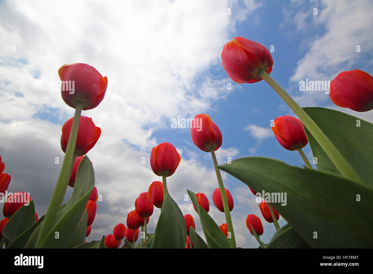 Srinagar, au Cachemire. 01 avr, 2017. Une vue de tulipes en fleurs le plus grand en Asie Tulip Garden le samedi à Srinagar, Cachemire contrôlé par Kashmirn le 1er avril 2017. Indira Gandhi Memorial Tulip Garden dans le recouvrement de Zabarwan Hills, qui s'étend sur 600 kanals de terre avec plus de 1,5 millions de fleurs de plus de 46 variétés, a été ouvert au public aujourd'hui. Credit : Umer Asif/Pacific Press/Alamy Live News Banque D'Images