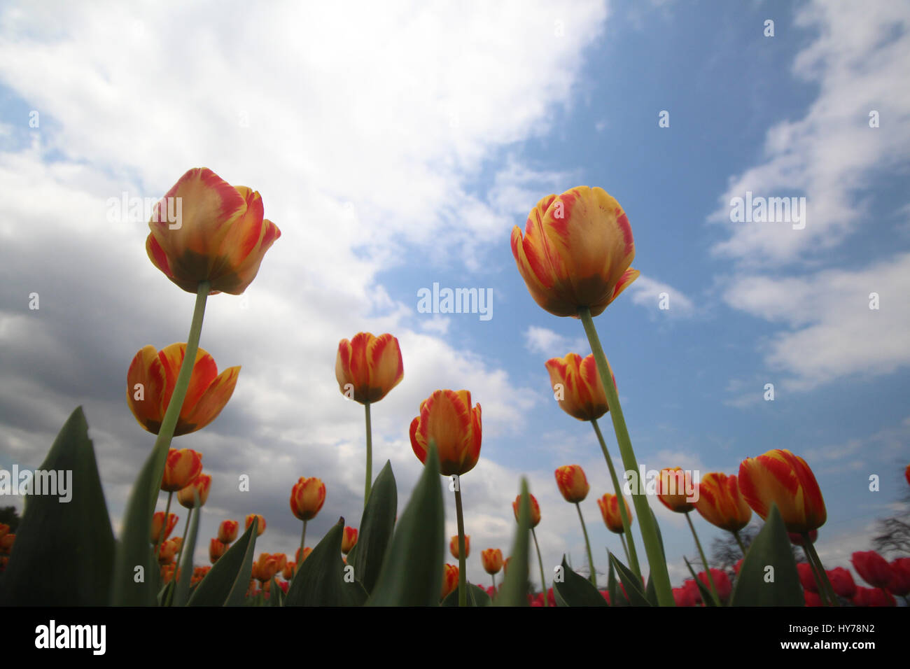 Srinagar, au Cachemire. 01 avr, 2017. Une vue de tulipes en fleurs le plus grand en Asie Tulip Garden le samedi à Srinagar, Cachemire contrôlé par Kashmirn le 1er avril 2017. Indira Gandhi Memorial Tulip Garden dans le recouvrement de Zabarwan Hills, qui s'étend sur 600 kanals de terre avec plus de 1,5 millions de fleurs de plus de 46 variétés, a été ouvert au public aujourd'hui. Credit : Umer Asif/Pacific Press/Alamy Live News Banque D'Images