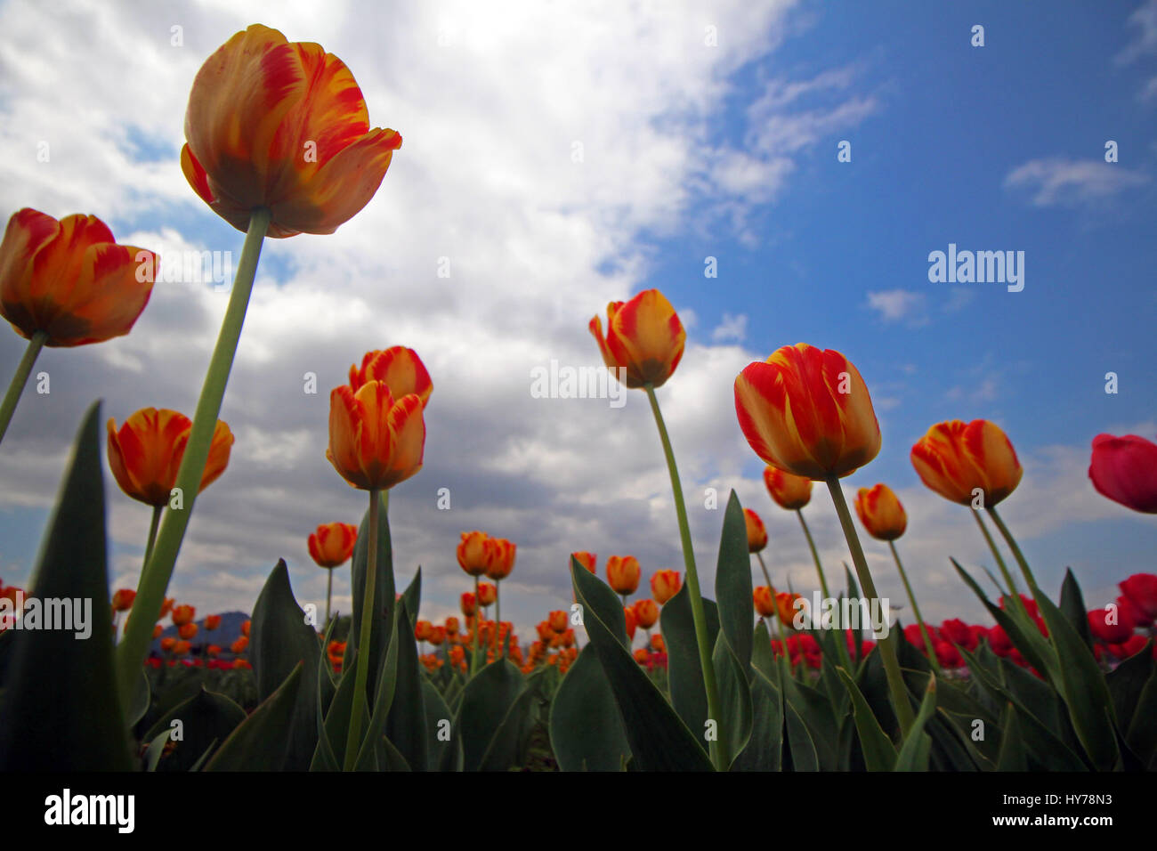 Srinagar, au Cachemire. 01 avr, 2017. Une vue de tulipes en fleurs le plus grand en Asie Tulip Garden le samedi à Srinagar, Cachemire contrôlé par Kashmirn le 1er avril 2017. Indira Gandhi Memorial Tulip Garden dans le recouvrement de Zabarwan Hills, qui s'étend sur 600 kanals de terre avec plus de 1,5 millions de fleurs de plus de 46 variétés, a été ouvert au public aujourd'hui. Credit : Umer Asif/Pacific Press/Alamy Live News Banque D'Images
