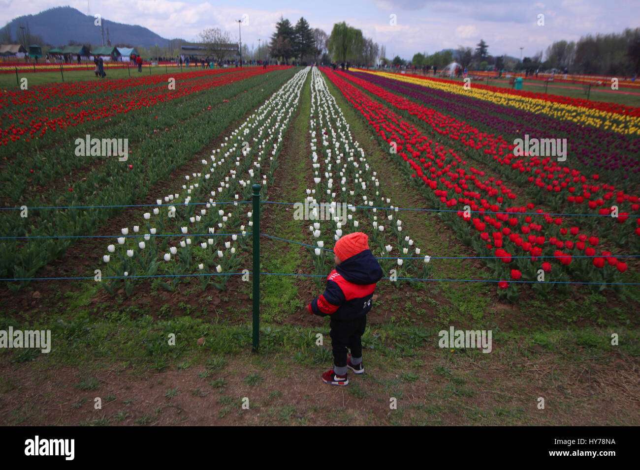 Srinagar, au Cachemire. 01 avr, 2017. Un enfant regardant vers les tulipes dans de Tulip Garden sur Saturdayin Kashmirn Srinagar, Cachemire contrôlé le 1er avril 2017. Indira Gandhi Memorial Tulip Garden dans le recouvrement de Zabarwan Hills, qui s'étend sur 600 kanals de terre avec plus de 1,5 millions de fleurs de plus de 46 variétés, a été ouvert au public aujourd'hui. Credit : Umer Asif/Pacific Press/Alamy Live News Banque D'Images